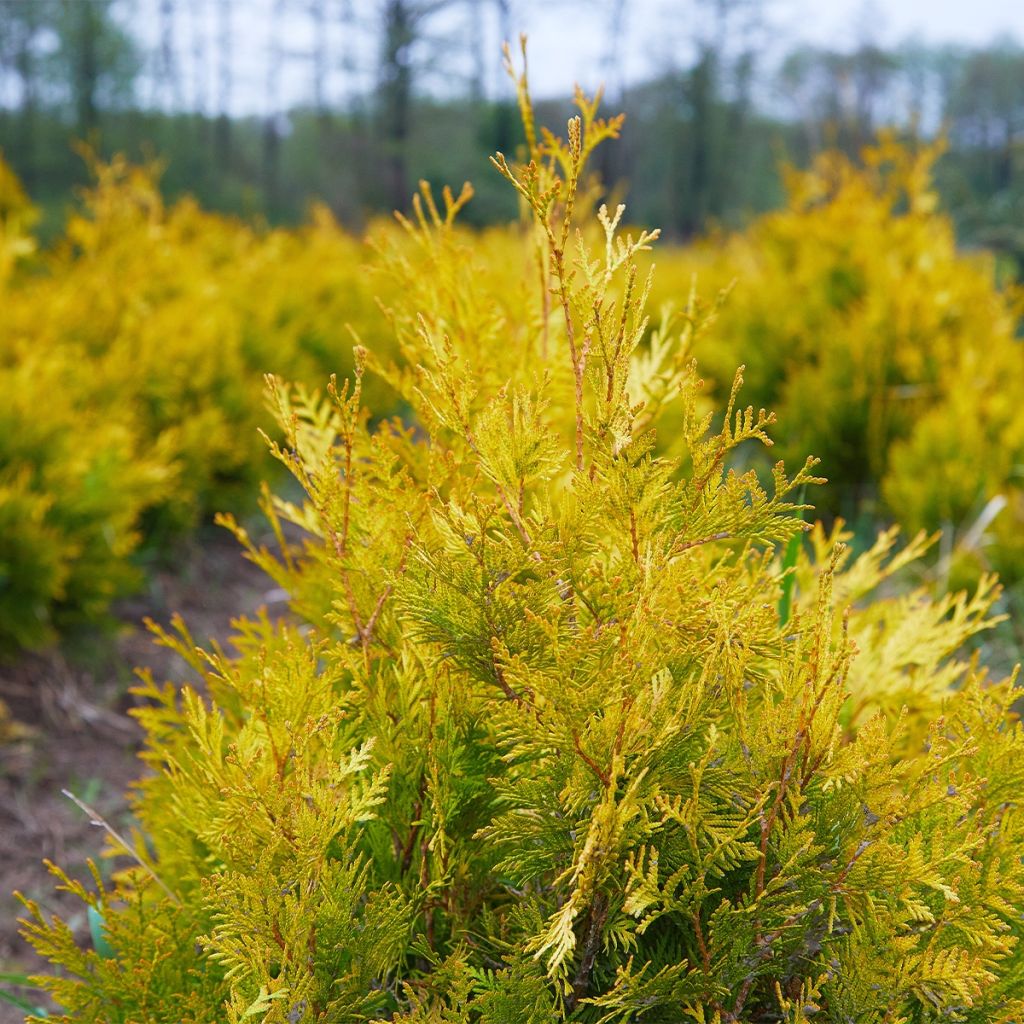 Thuya du Canada - Thuja occidentalis Salland