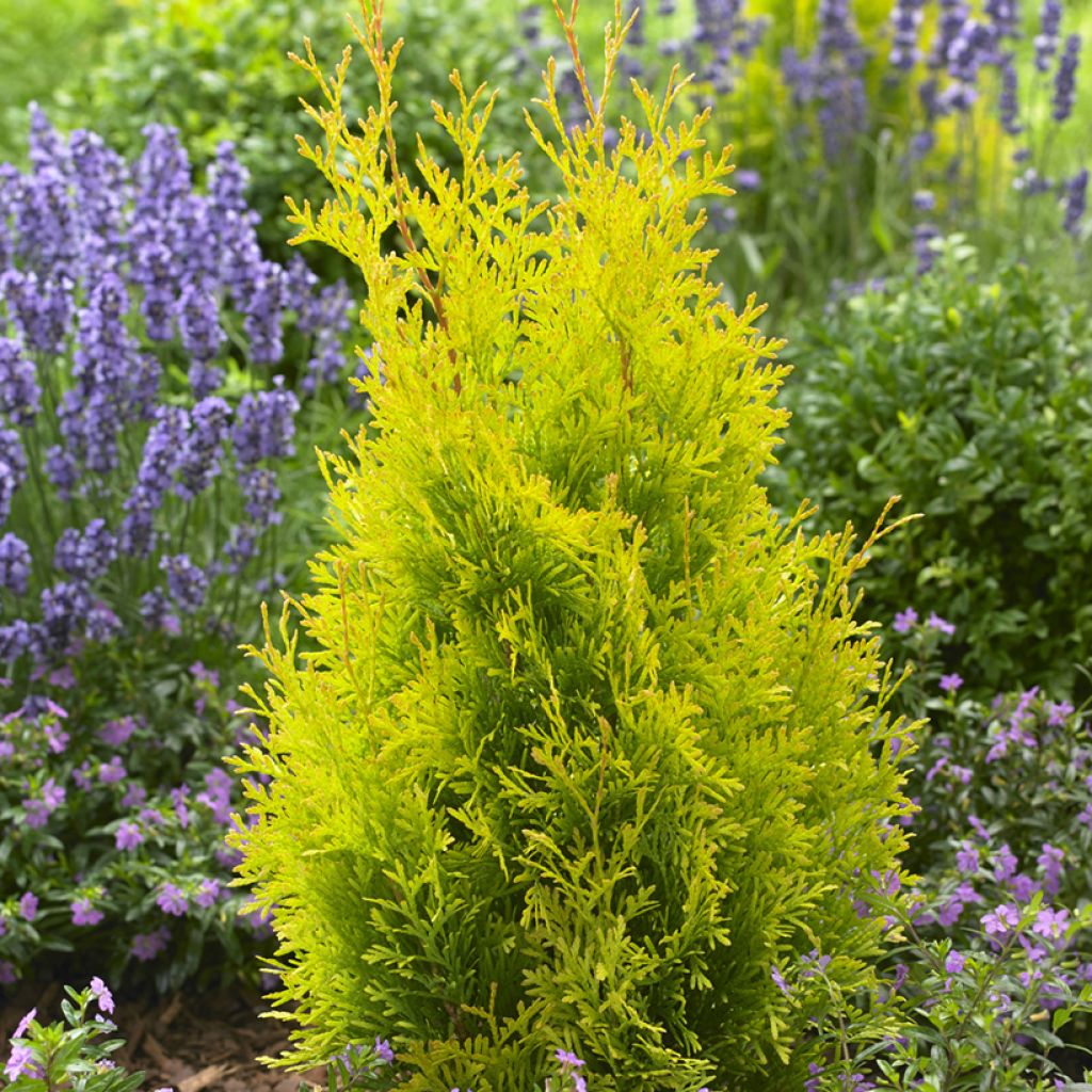 Thuja occidentalis Sunny Smaragd - Thuya du Canada