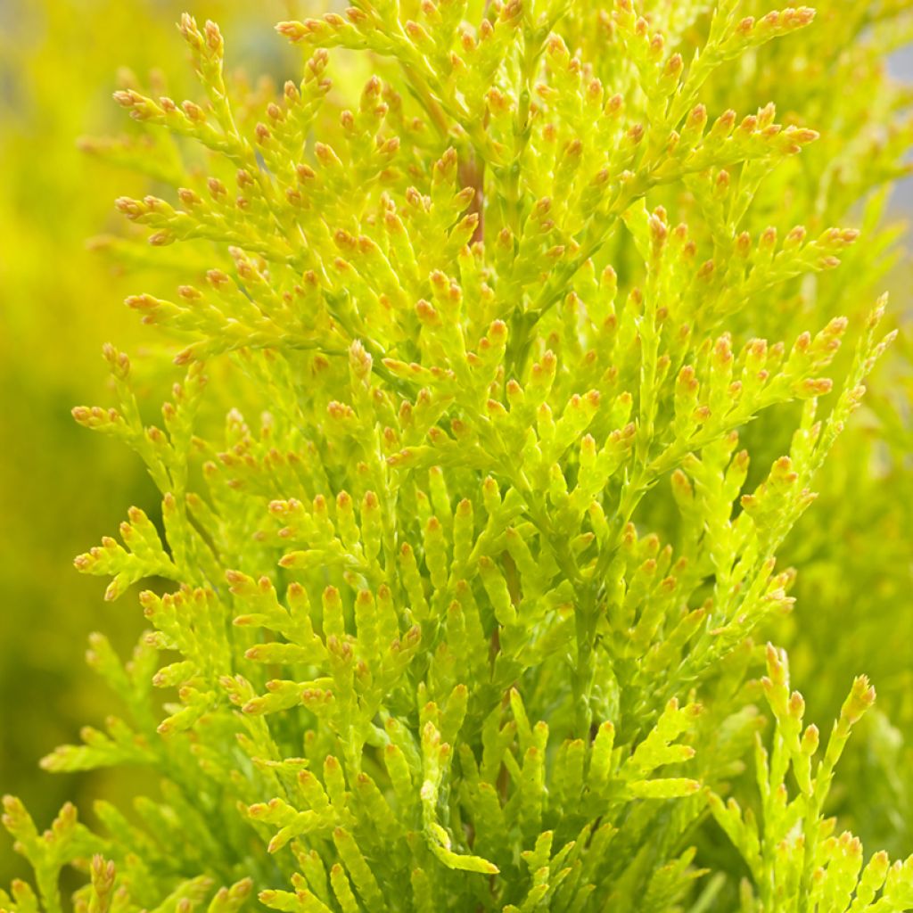 Thuja occidentalis Sunny Smaragd - Thuya du Canada