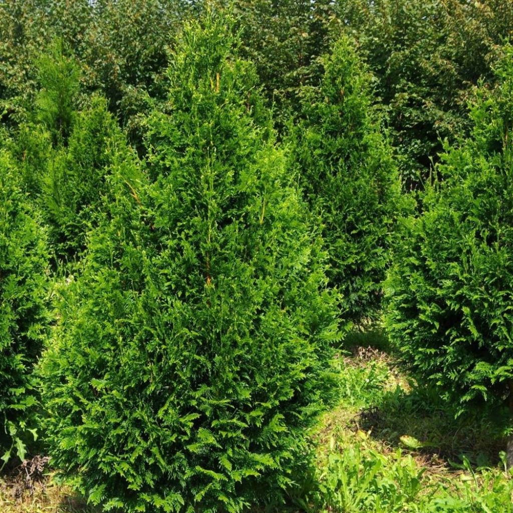 Thuya - Thuja plicata Can-Can