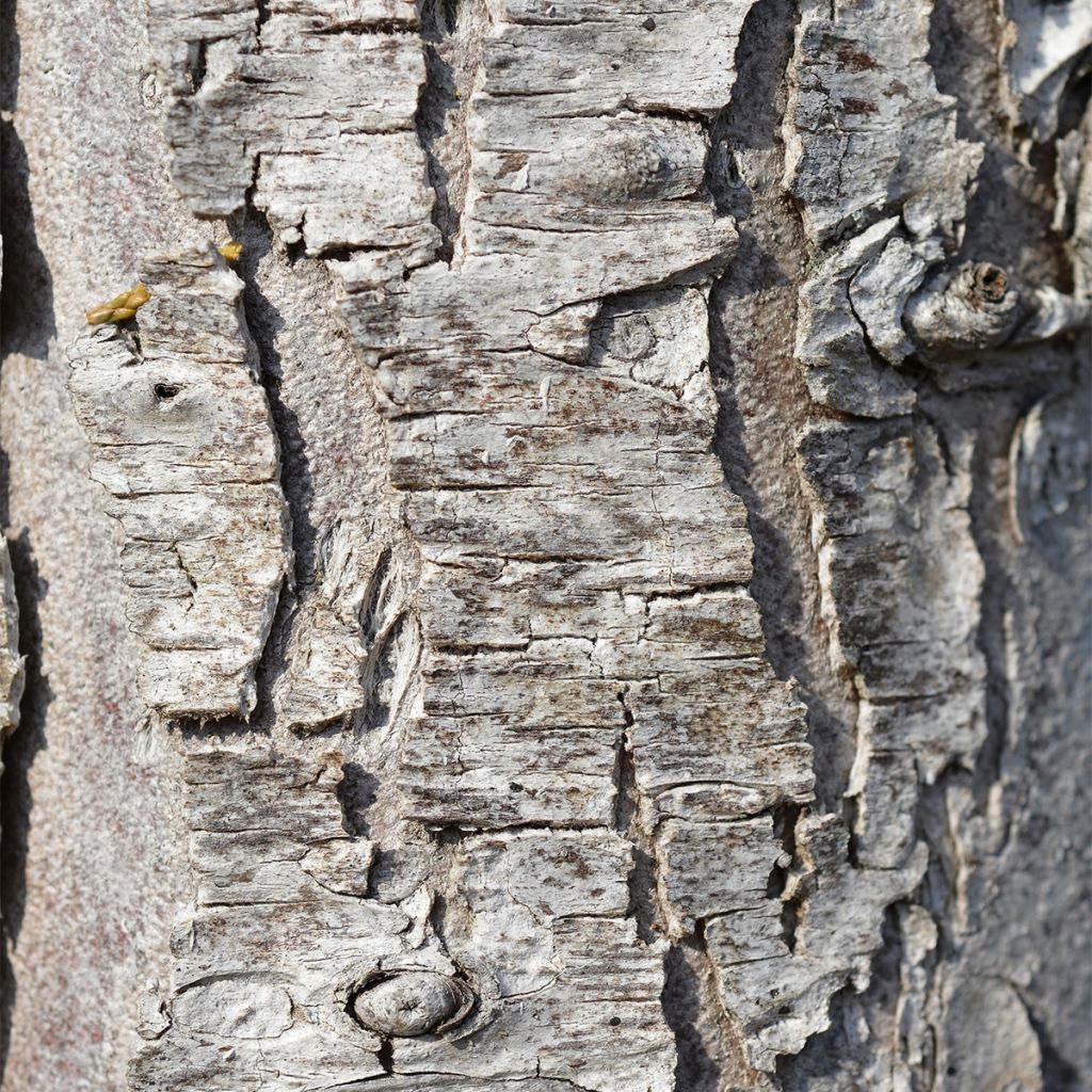 Thuya géant - Thuja plicata Martin