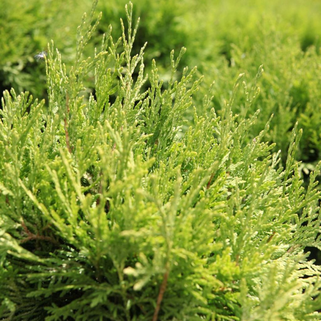 Thuya du Canada - Thuja occidentalis Danica Aurea