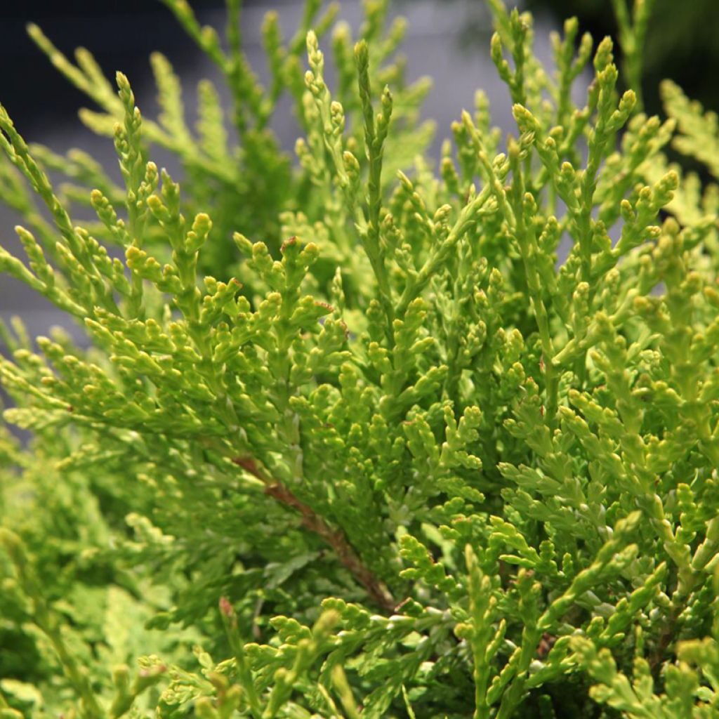 Thuya du Canada - Thuja occidentalis Danica Aurea