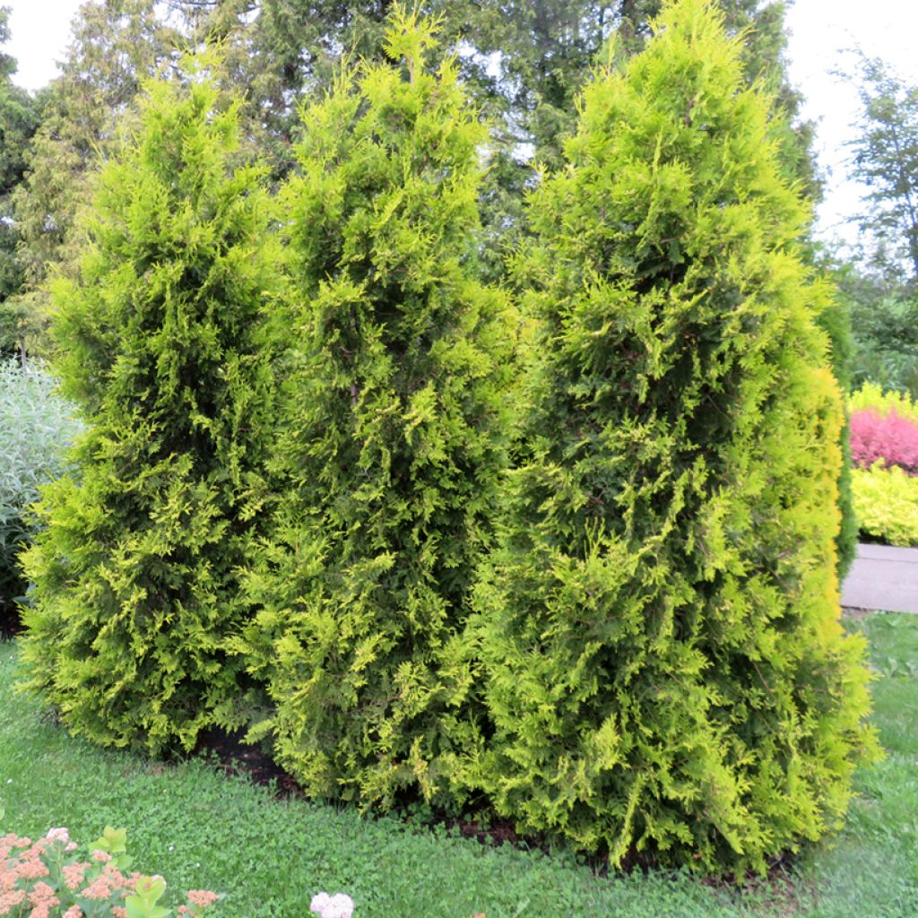 Thuya du Canada - Thuja occidentalis Golden Brabant