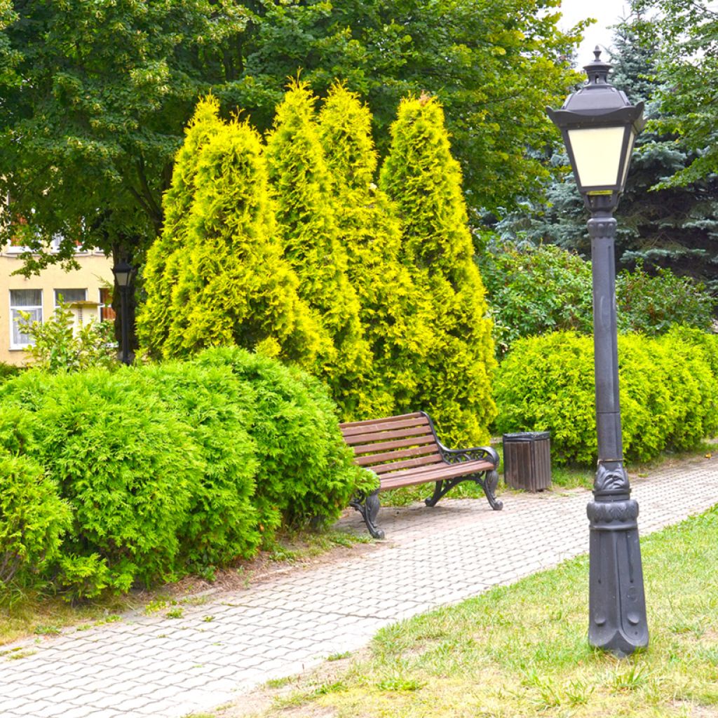 Thuya du Canada - Thuja occidentalis Golden Smaragd