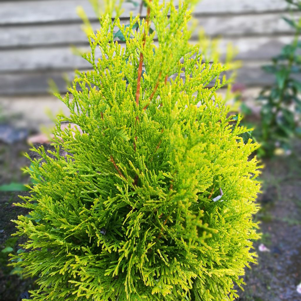 Thuya du Canada - Thuja occidentalis Malonyana Aurea