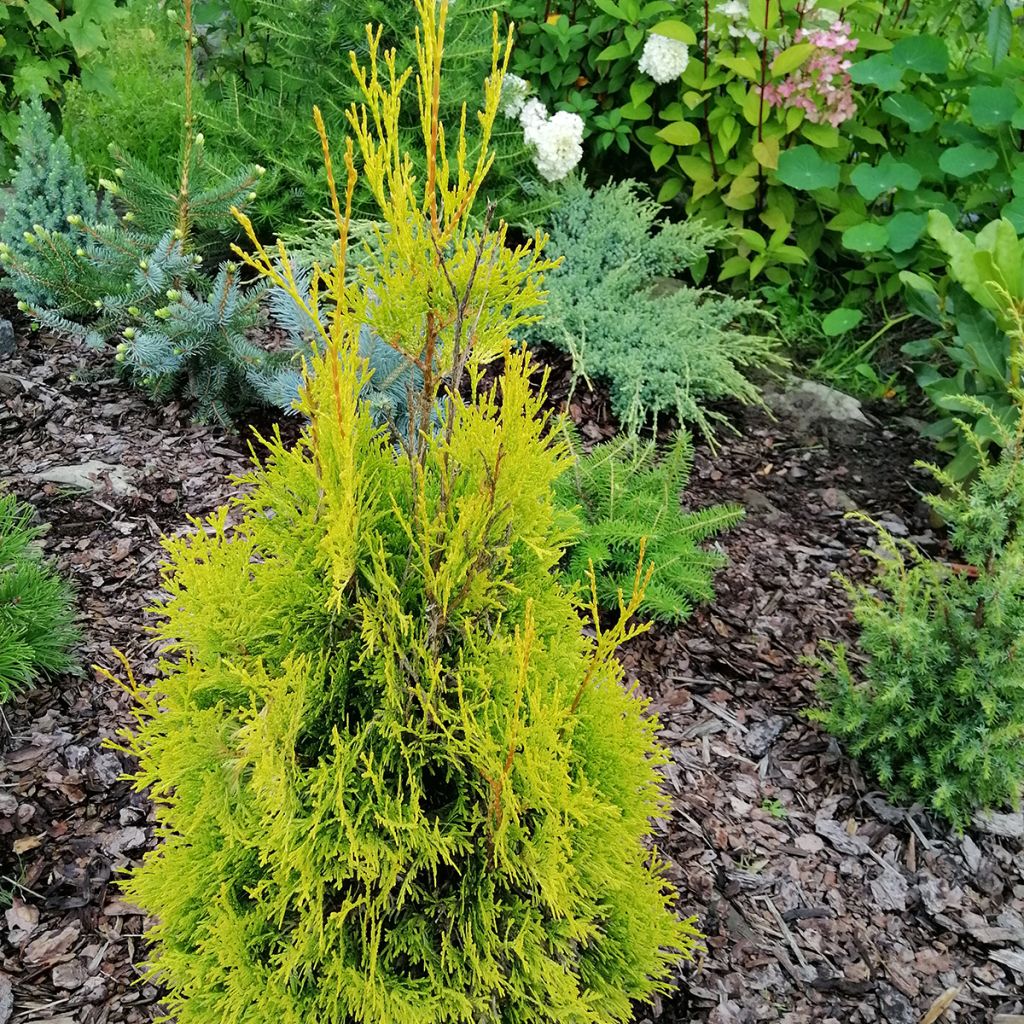 Thuya du Canada - Thuja occidentalis Malonyana Aurea