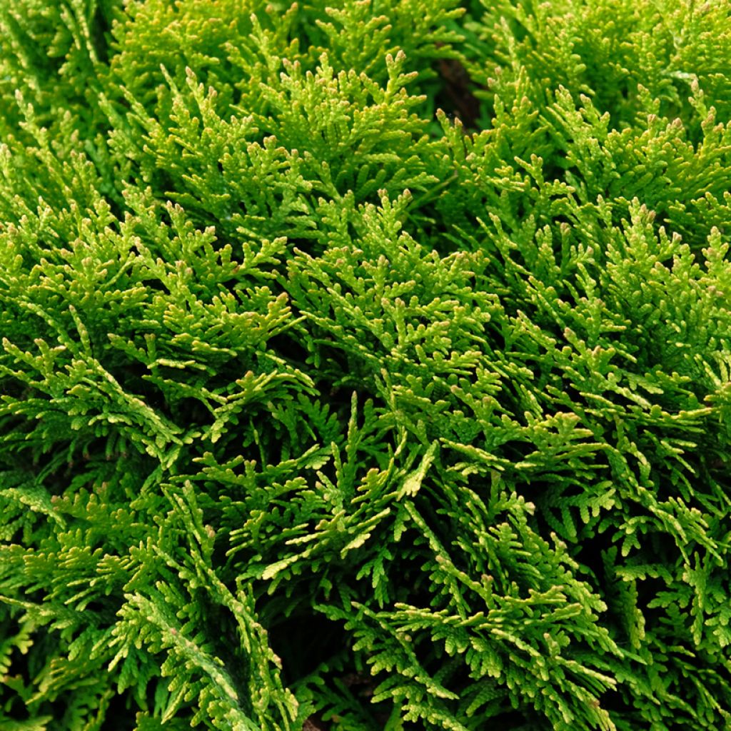 Thuya du Canada - Thuja occidentalis Mirjam