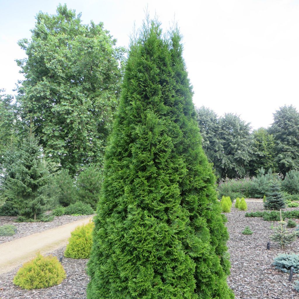 Thuya du Canada - Thuja occidentalis Pyramidalis Compacta