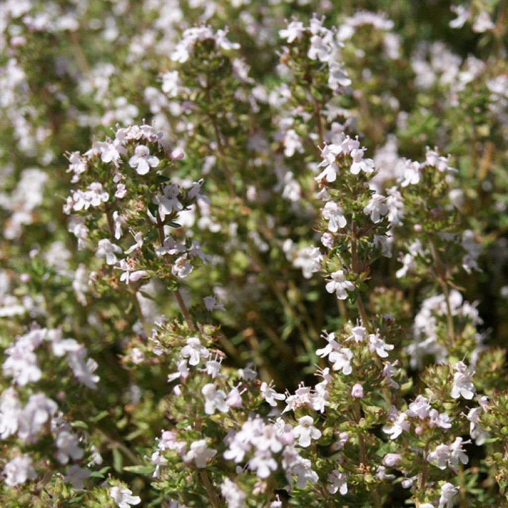 Thym Orangelo - Graines de Thymus fragrantissimus 