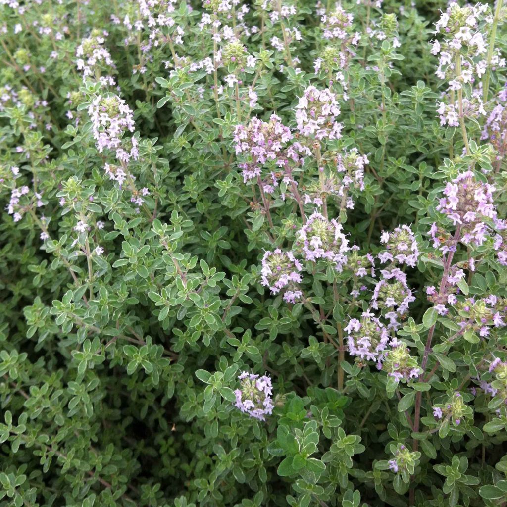 Thym citriodorus Silver Edge