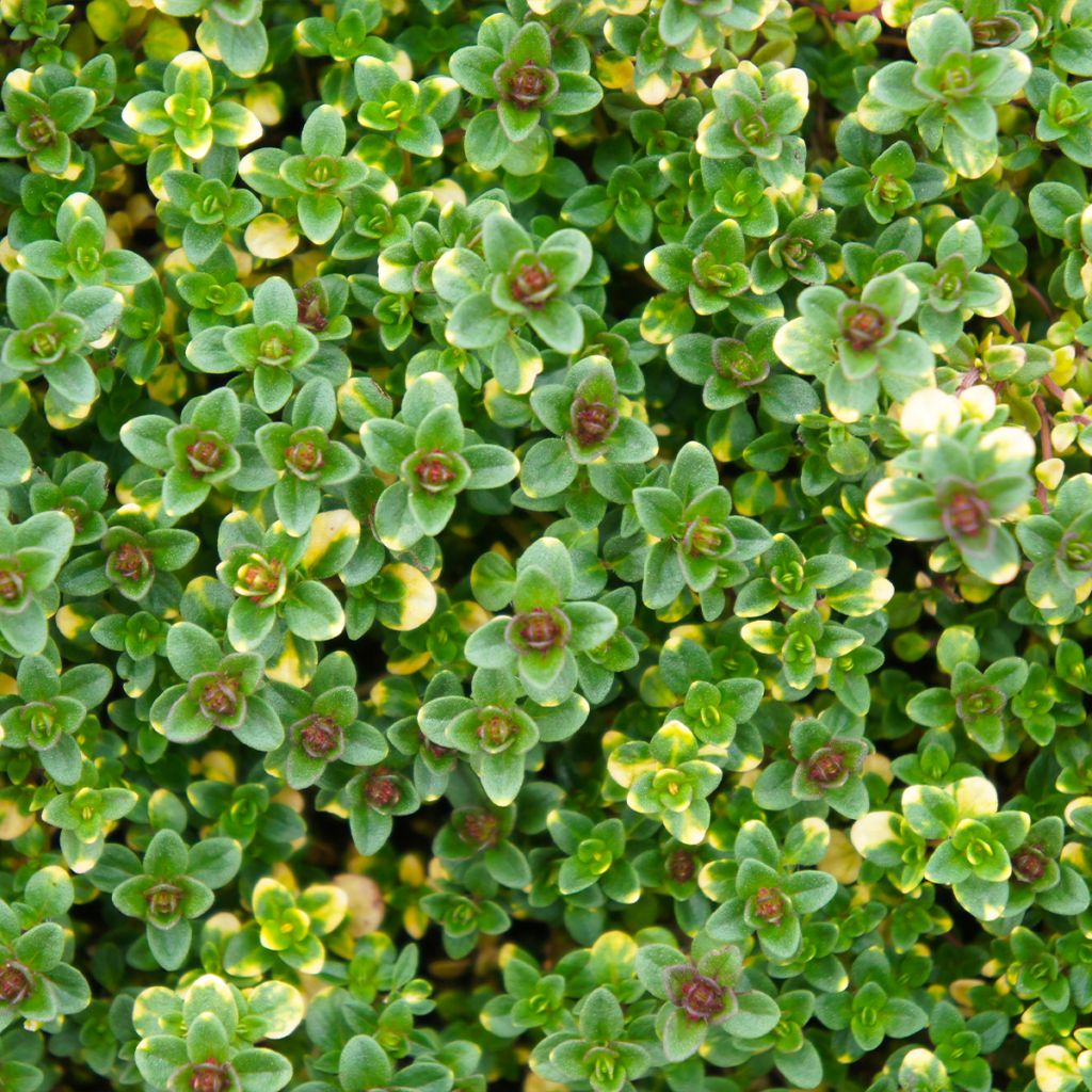 Thym hybride Doone Valley - Thymus (x) citriodorus