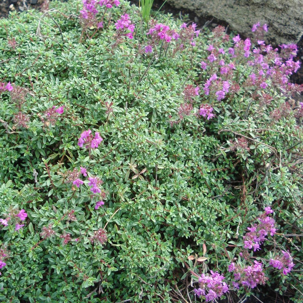 Thym praecox Purple Beauty - Thym précoce rose-pourpré