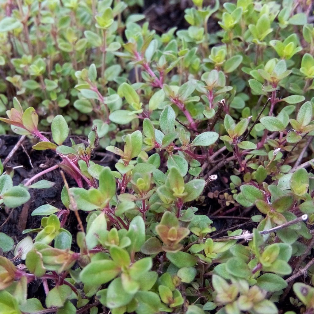 Thym serpolet - Thymus serpyllum