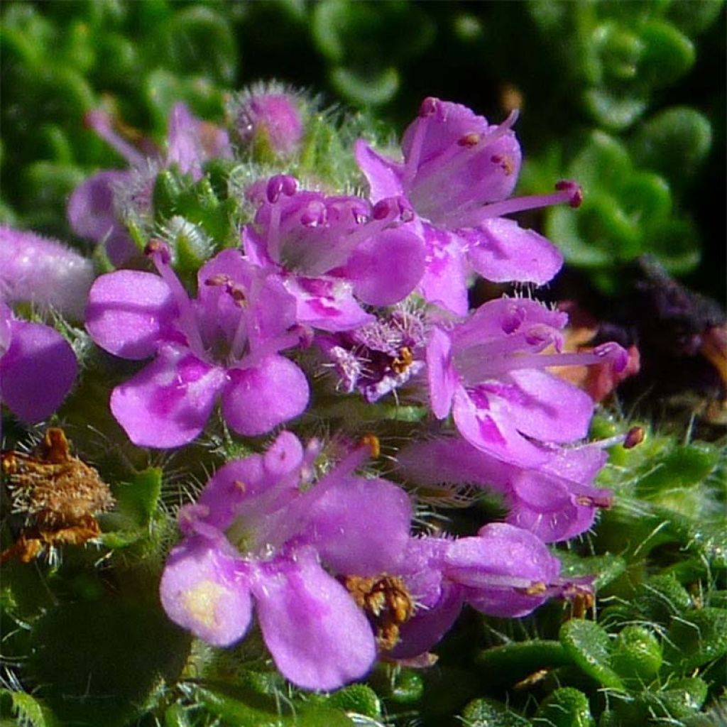 Thym serpolet Elfin - Thymus serpyllum