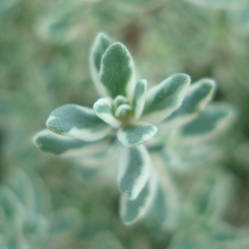 Thym citron panaché - Thymus citriodorus Silver Queen