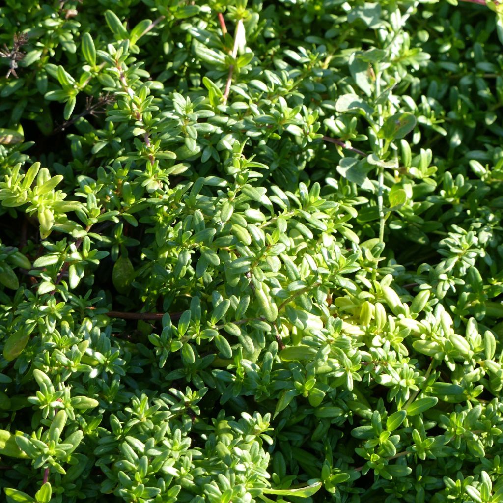 Thymus longicaulis - Thym à tiges longues.