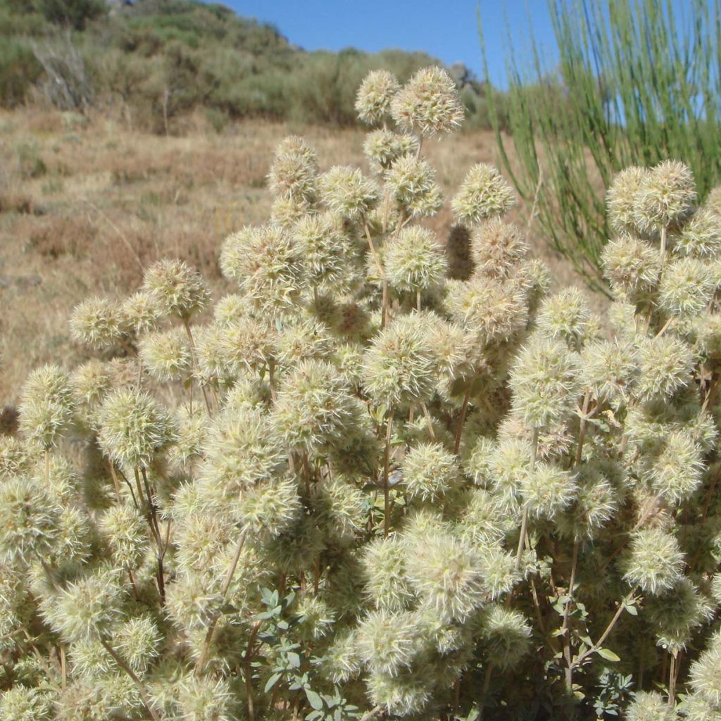 Thymus mastichina - Thym résineux