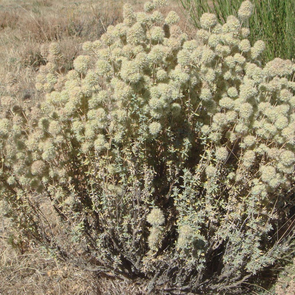 Thymus mastichina - Thym résineux