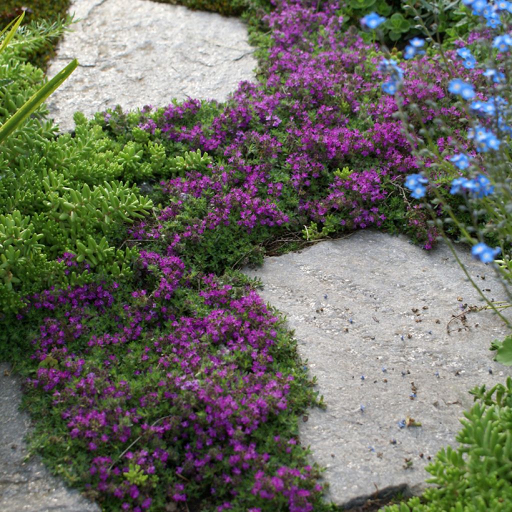 Thymus praecox Bressingham - Thym précoce