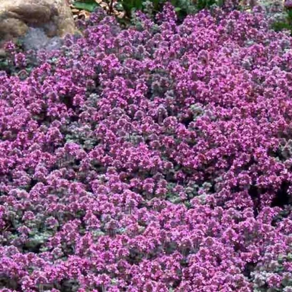 Thym laineux en godet - Thymus pseudolanuginosus