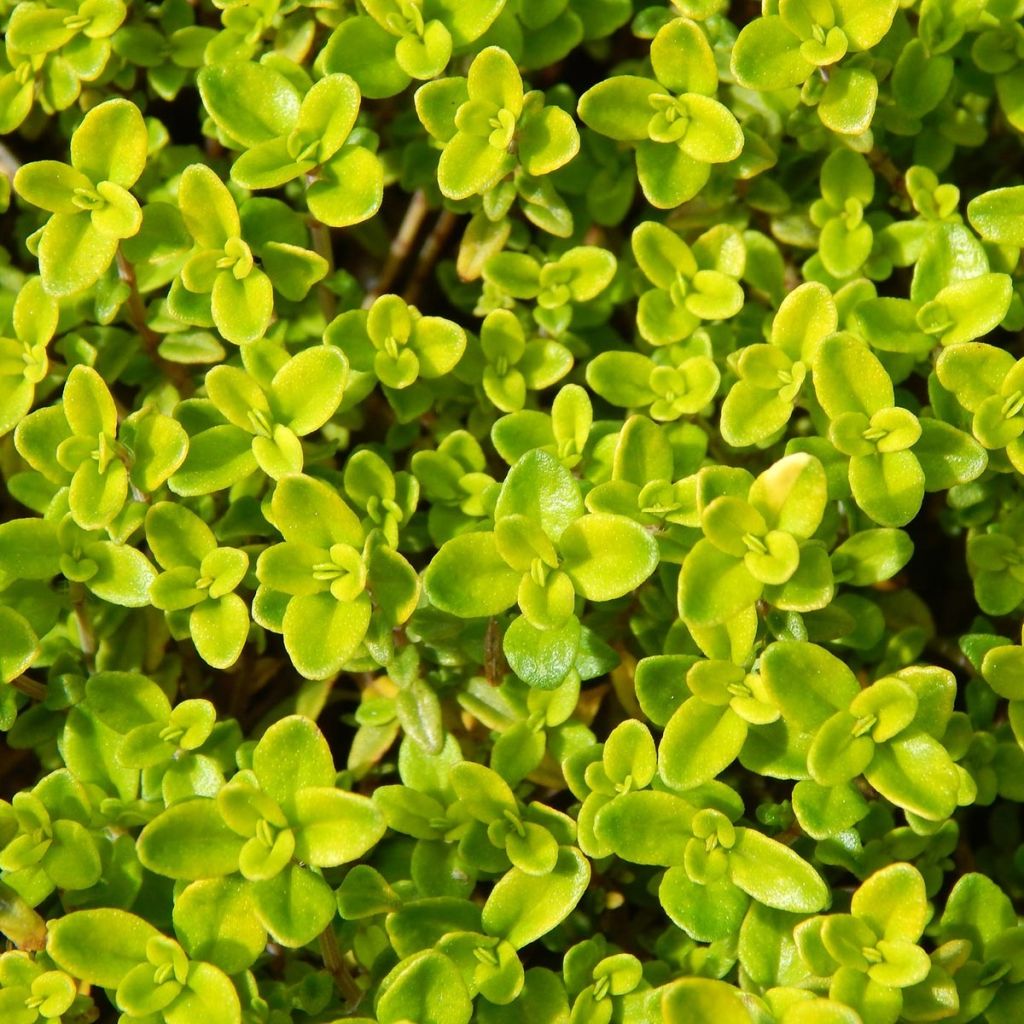 Thym doré - Thymus vulgaris Gold en plant