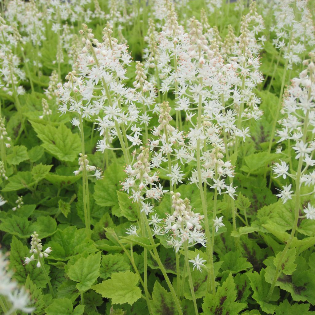 Tiarella Appalachian Trail - Tiarelle cordifoliée