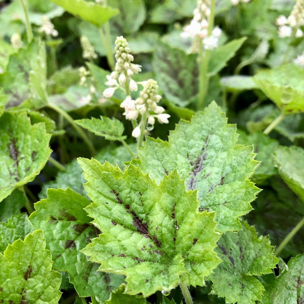 Tiarella Appalachian Trail