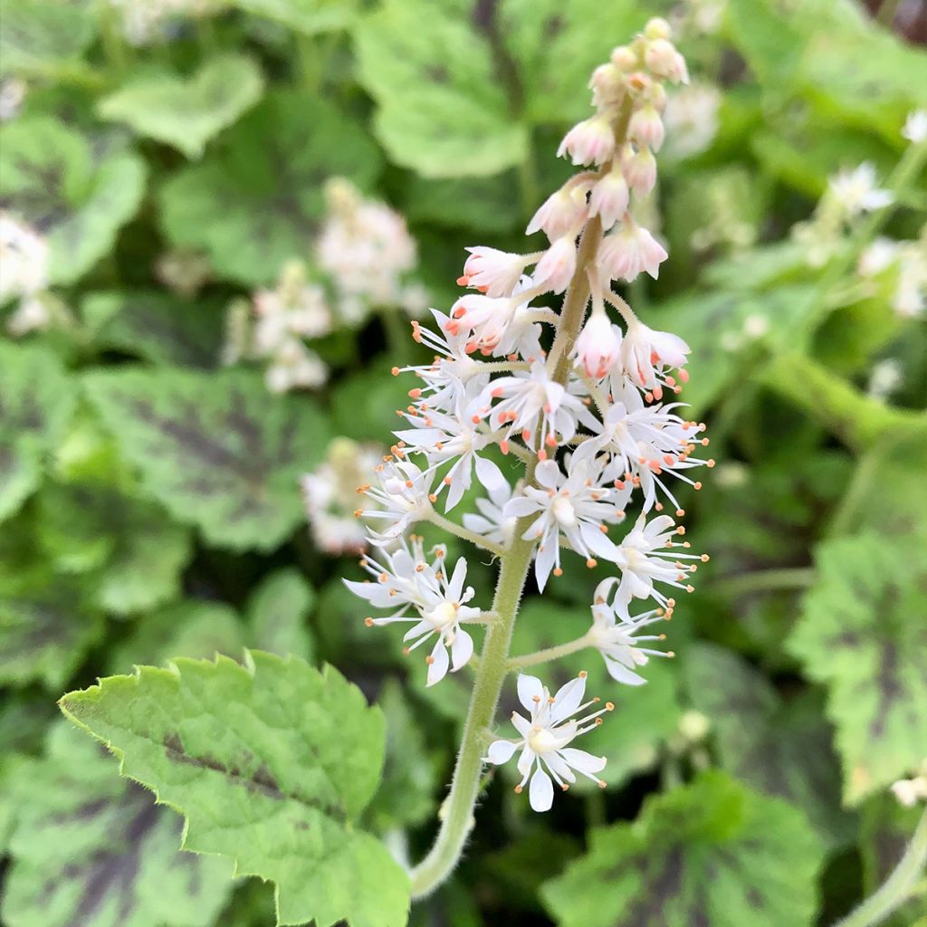 Tiarella Appalachian Trail