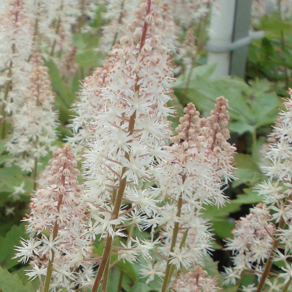 Tiarella Pink Skyrocket - Tiarelle hybride