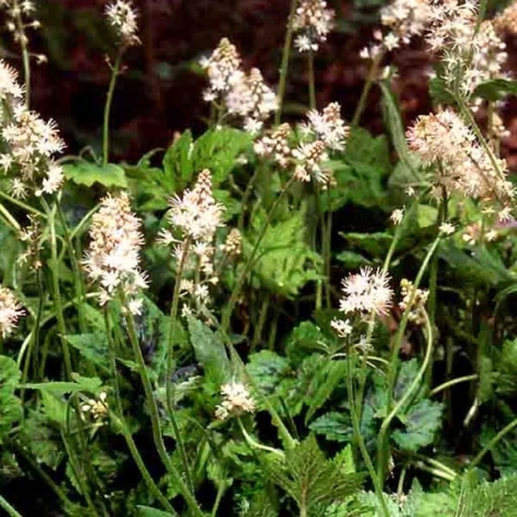 Tiarelle - Tiarella Running Tiger