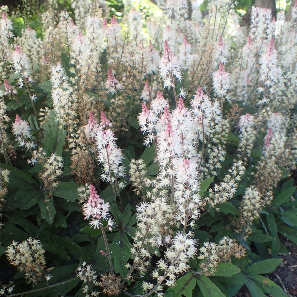 Tiarella Spring Symphony - Tiarelle