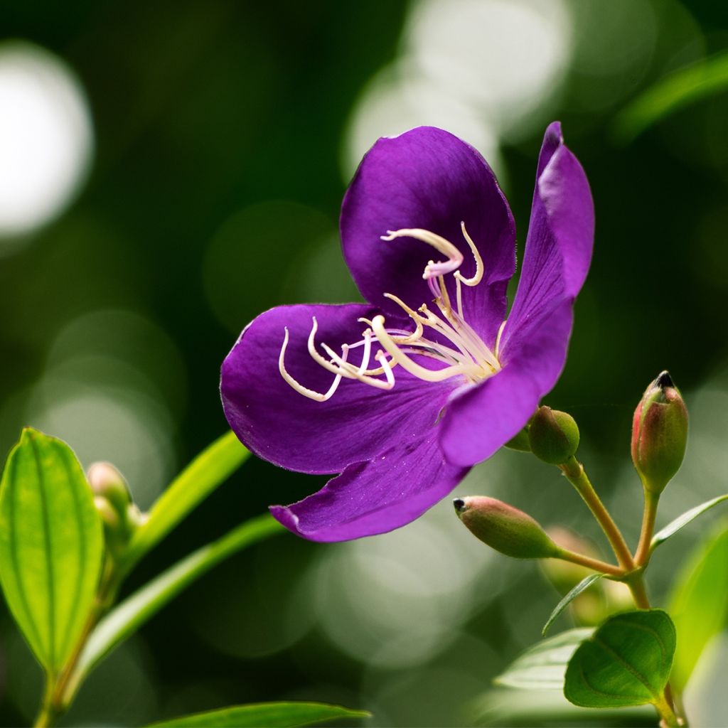 Tibouchina semidecandra