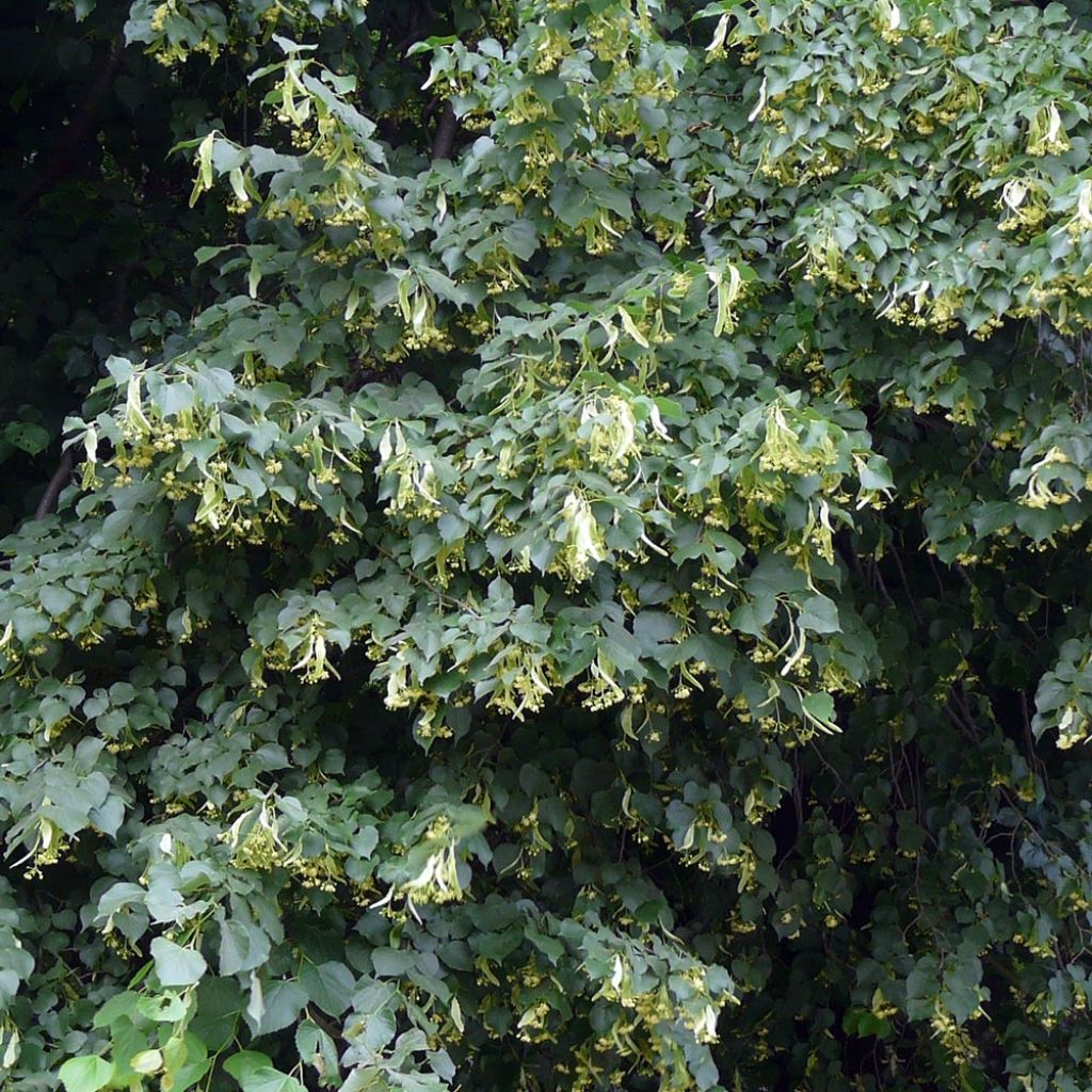 Tilia cordata - Tilleul à petites feuilles