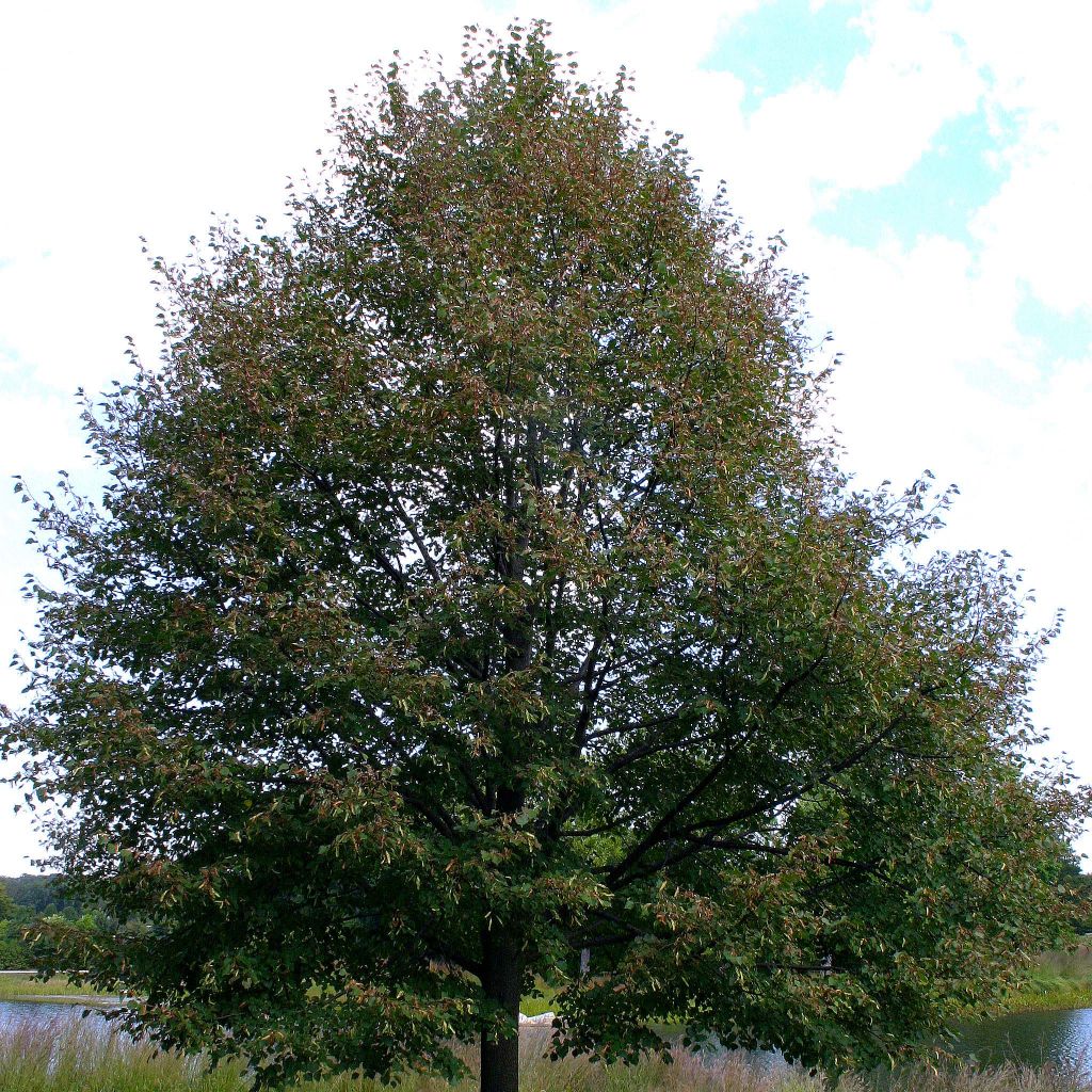 Tilia cordata Greenspire - Tileul à petites feuilles