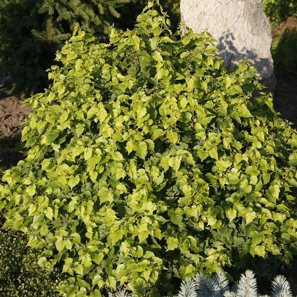 Tilia cordata Monto - Tilleul à petites feuilles