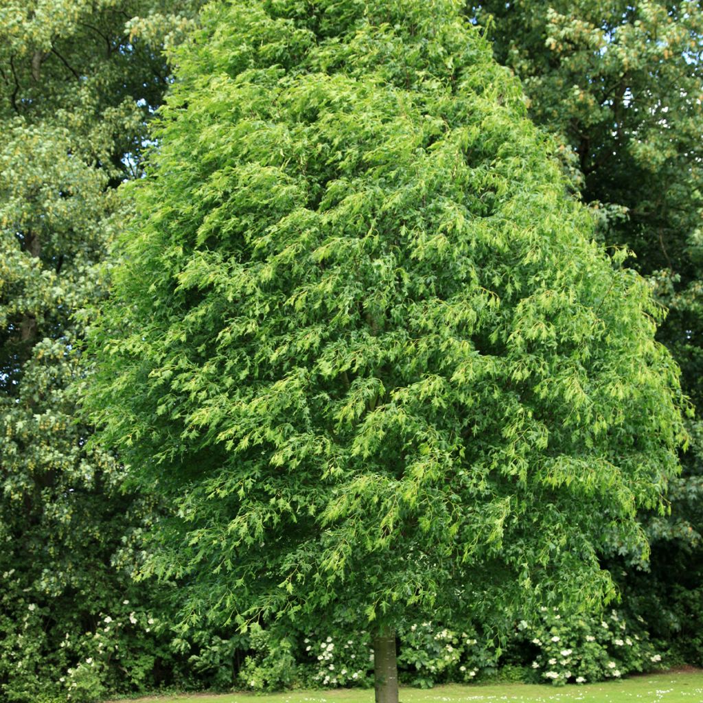 Tilleul à grandes feuilles - Tilia platyphyllos Laciniata