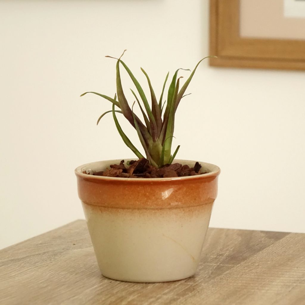 Tillandsia Andreas