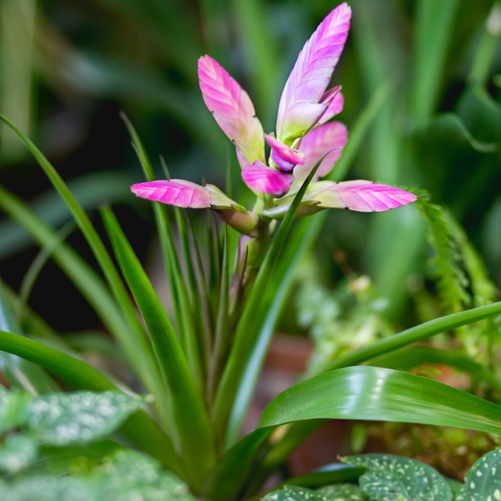 Tillandsia Andreas