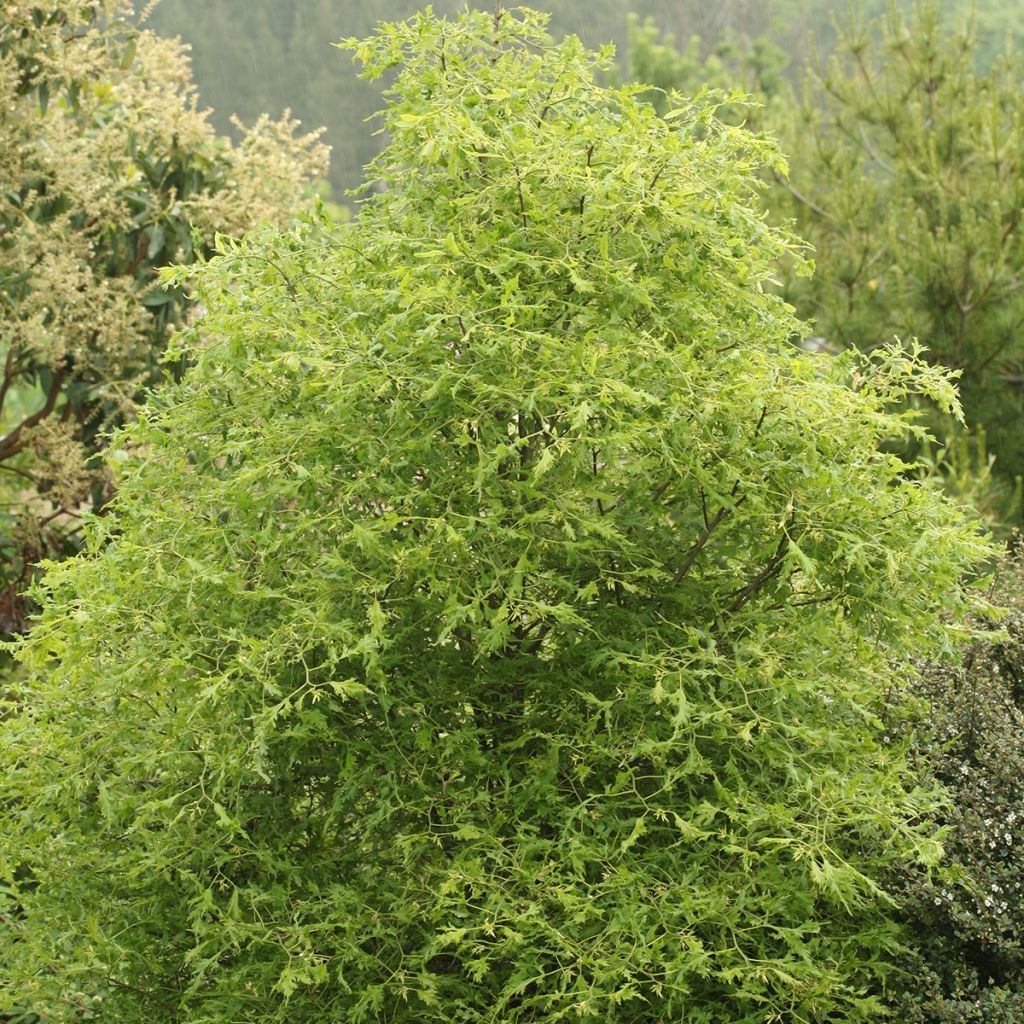 Tilleul hybride - Tilia x platyphyllos Henryk Eder