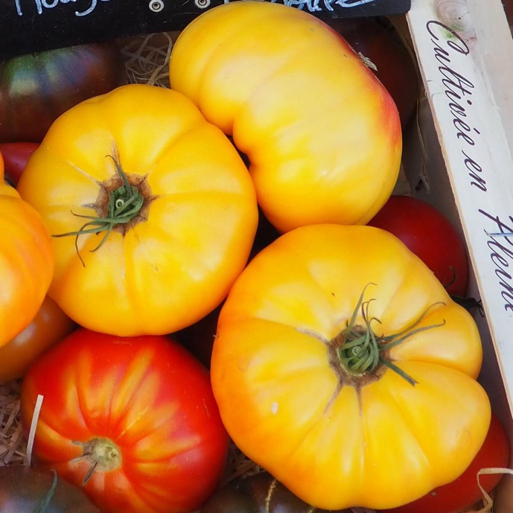 Tomate Ananas en plants GREFFES