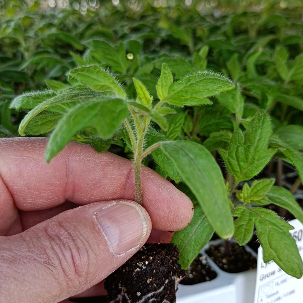 Tomate Ananas en plants