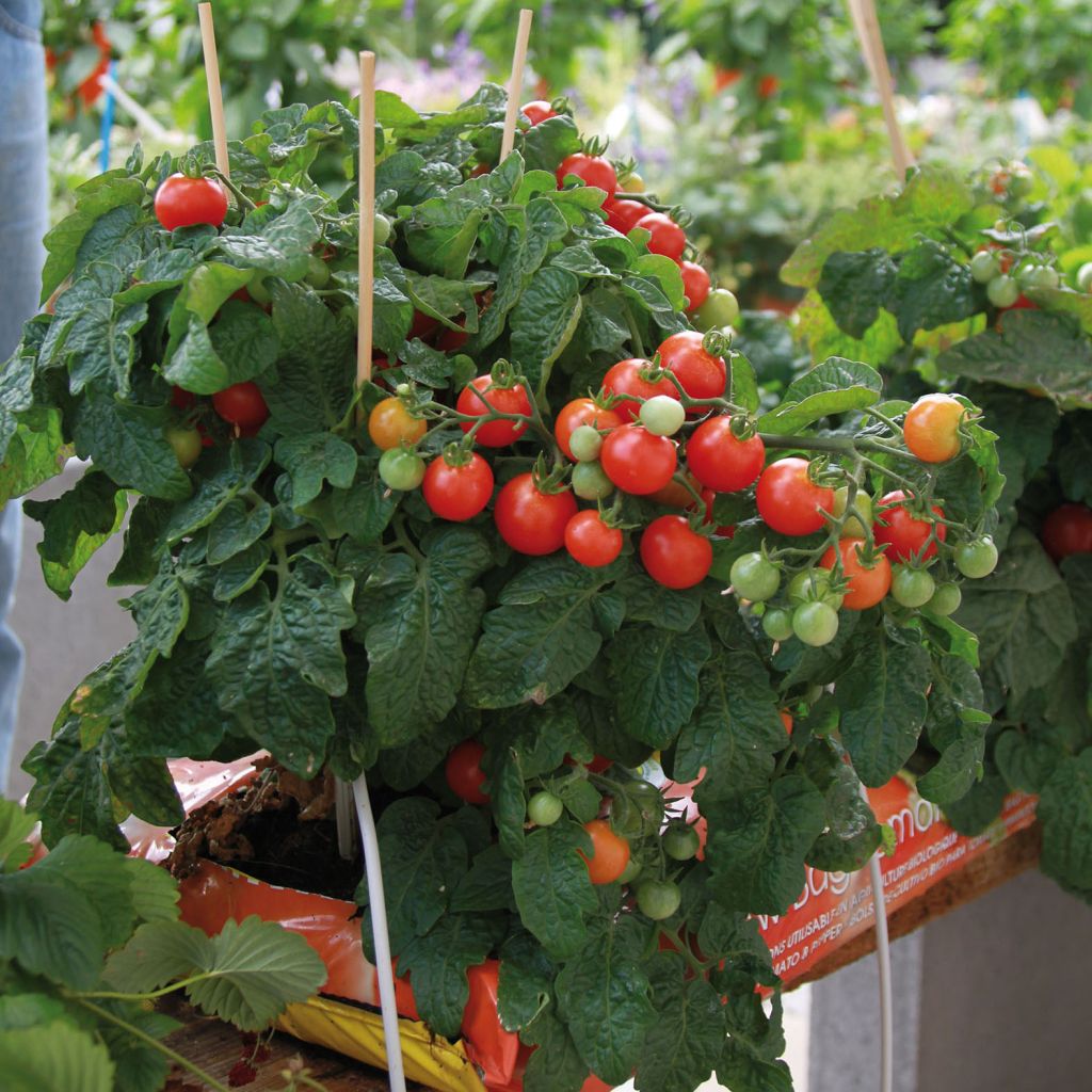 Tomate Balconi Red F1 en plants - Lycopersicon esculentum