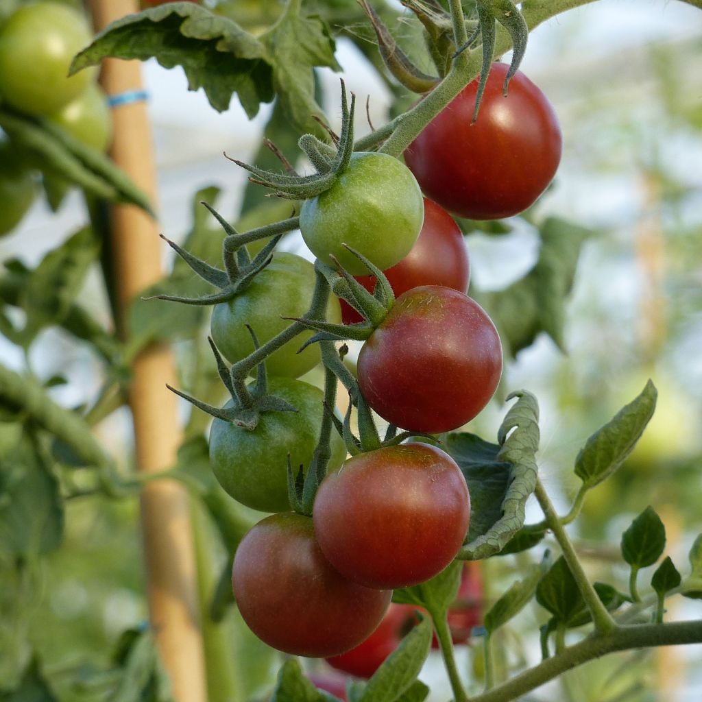 Tomate Black Cherry en plants - Tomate-cerise noire - Tomate Cocktail