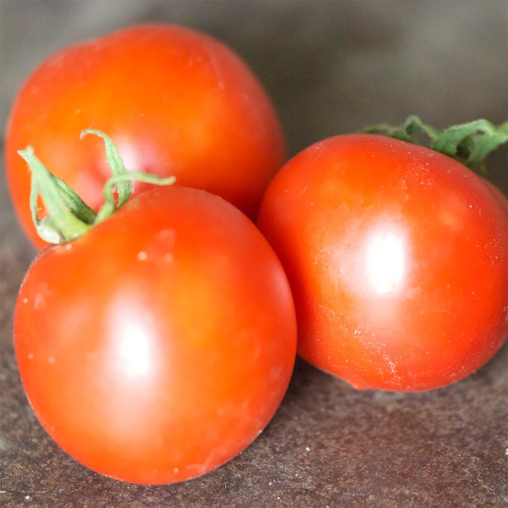 Tomate Budaï Torpe Bio - Ferme de Sainte Marthe