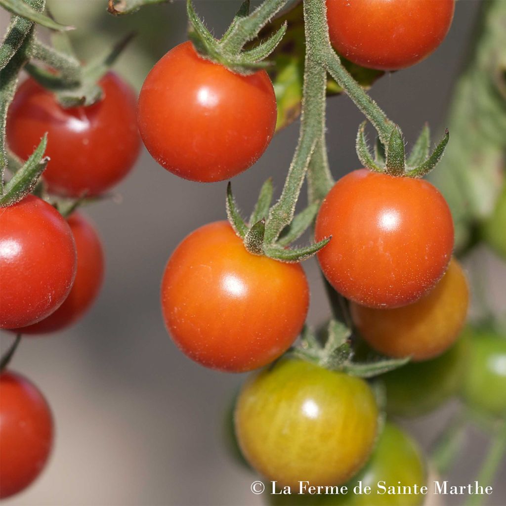 Tomate Cerisette Lylia Bio - Ferme de Sainte Marthe