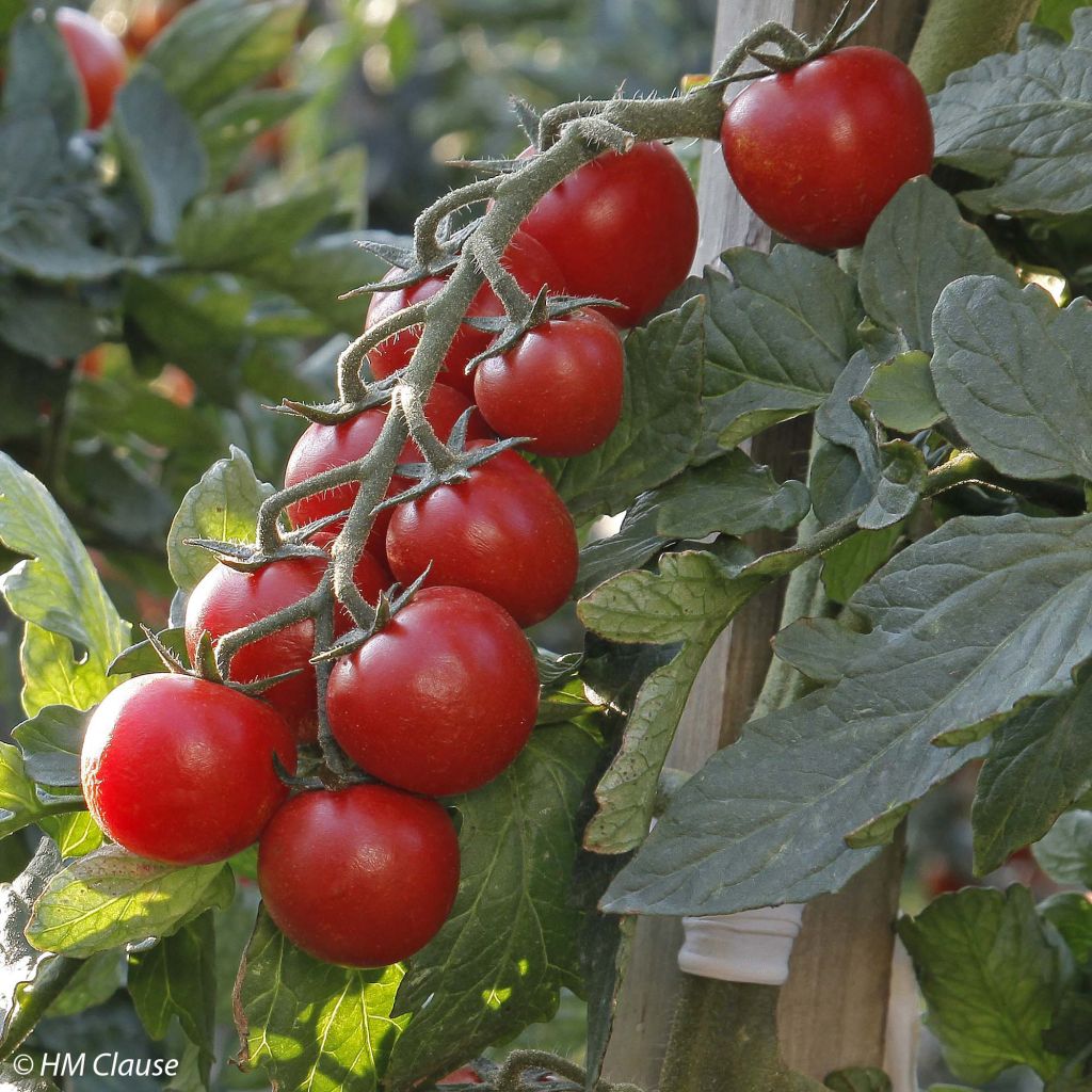Tomate Crokini F1 en plants - Tomate-cerise