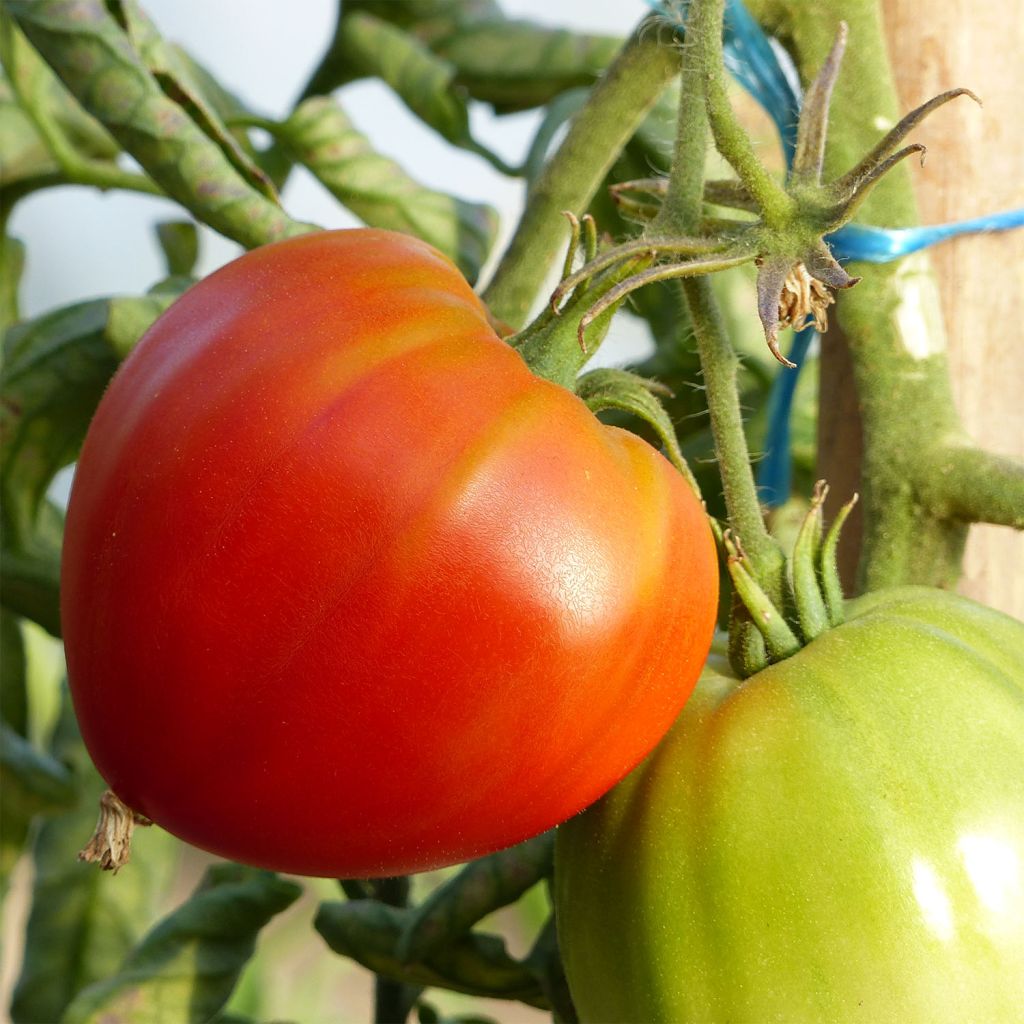 Mélange de graine de tomate cuor di bue bio et de basilic grand