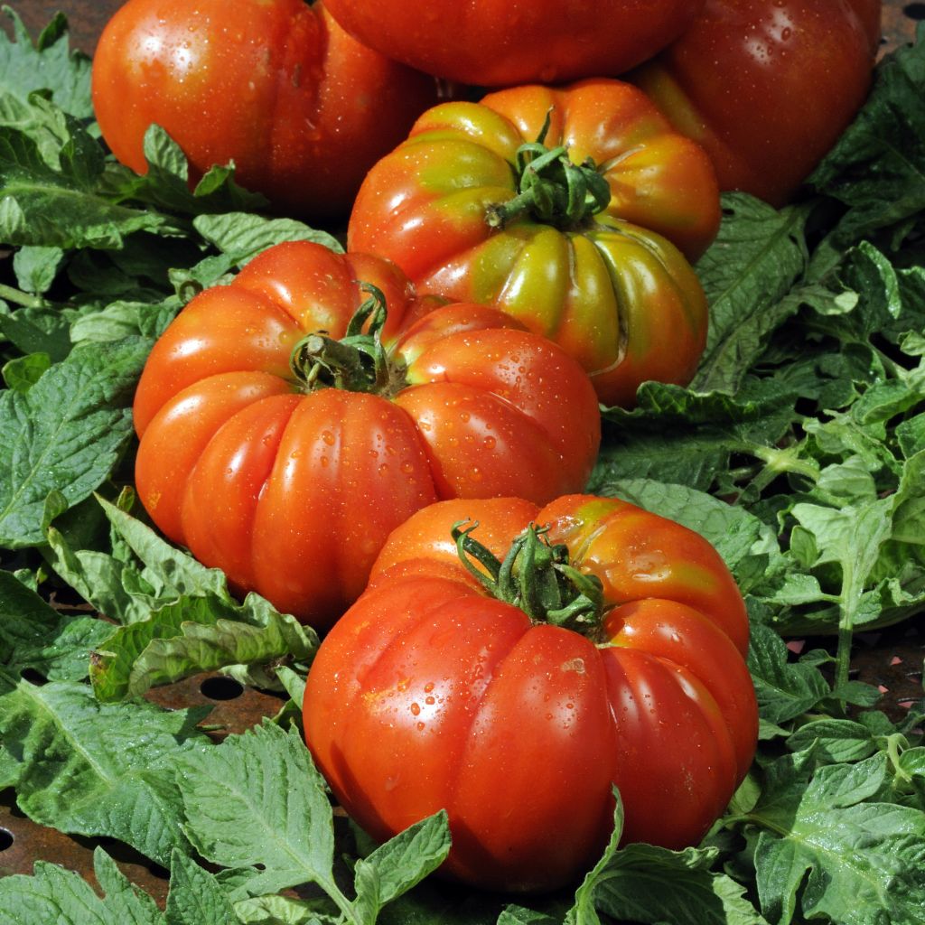 Tomate Delizia F1 en plants - tomate Marmande hybride