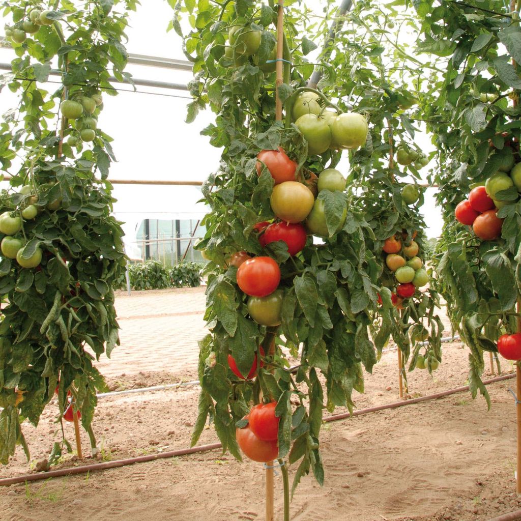 Tomate Fantasio F1 en plants